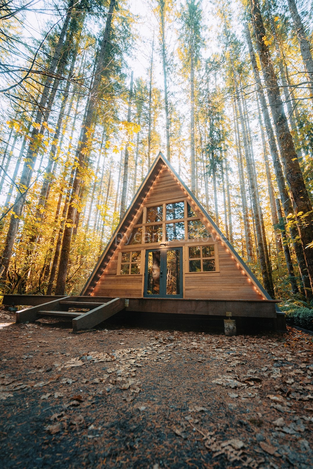 Forest Cabin